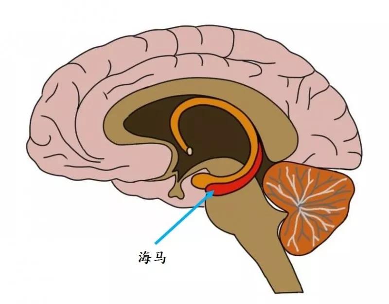 大脑海马体位置图片图片