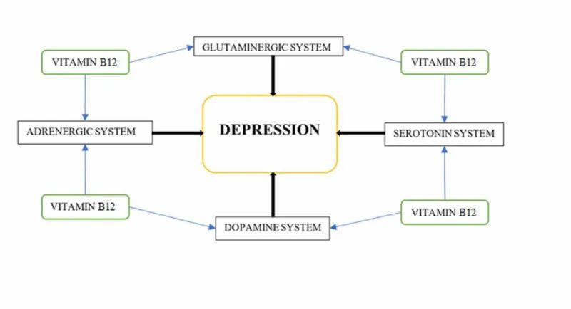 图2受维生素B12水平影响的神经化学途径.jpg